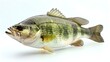 Lone largemouth bass fish leaping in front of white backdrop. Concept Fishing, Largemouth Bass, Leaping, White Backdrop