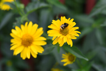 Wall Mural - Wasp sits on a spring cleaver flower