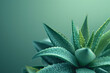Green aloe bush isolated on light green blurred background with space for text or inscriptions
