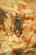Vertical closeup on the uncommon Median wasp ,Dolichovespula media, one of the larger European paperwasps, feeding on melon