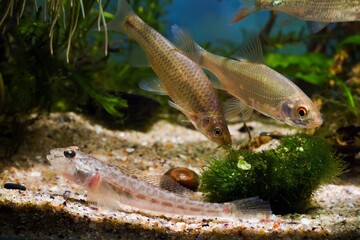 Wall Mural - stone moroko, monkey goby, common roach, wild aggressive freshwater fish from East, captive coldwater omnivore, European river planted biotope aquarium, aquatic algae, LED low light, blur background