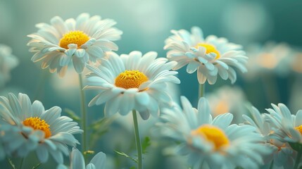 Wall Mural - Beautiful, colorful chamomile daisy flowers. Floral composition