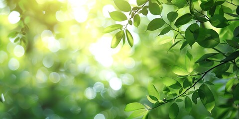 Wall Mural - Green leaves background with bokeh and sunlight. Nature background.