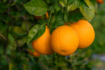 Poster - Close-up of ripe oranges hanging on a tree in an orange plantation garden 1