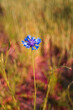 Blue cornflower in a meadow with red grass in the background