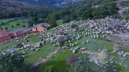 Wall Mural - Aerial view from a drone of a flock of sheep in the town of Valderromán. Municipality of Caracena. Province of Soria. Castile and Leon. Spain. Europe