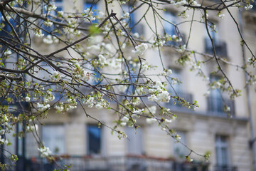 Wall Mural - Beautiful white apple tree in full bloom