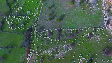 Wall Mural - Aerial view from a drone of a flock of sheep in the town of Valderromán. Municipality of Caracena. Province of Soria. Castile and Leon. Spain. Europe