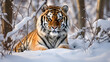 A beautiful Wild Siberian tiger is sitting on a snowy road among snow-filled trees created with Generative AI Technology