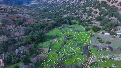 Wall Mural - Aerial view from a drone of a flock of sheep in the town of Valderromán. Municipality of Caracena. Province of Soria. Castile and Leon. Spain. Europe