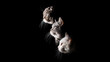 Three cats on a black background with back light