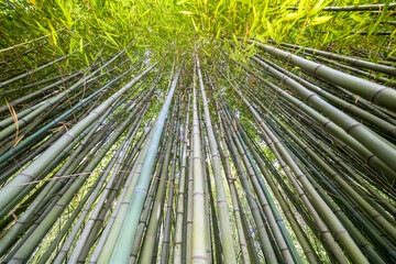 Canvas Print - The Bamboo Cevennes, Occitanie, France