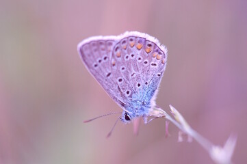 Canvas Print - A small butterfly on a flower. Fabulous nature.