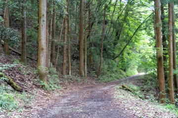 Fototapeta trail from the yakeyama trailhead to yakeyama, tanzawa area