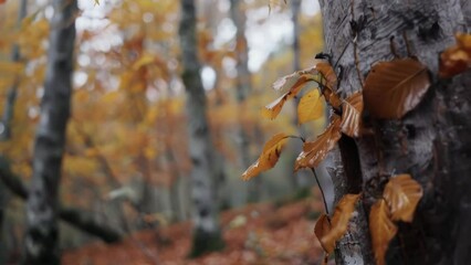 Canvas Print - A detailed view of a tree with green leaves. Suitable for nature or environmental themes.