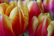 close-up of tulips