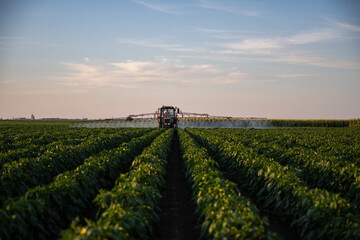 Wall Mural - Tractor spraying pesticides on vegetable field with sprayer