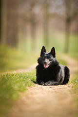 Wall Mural - Young female of schipperke is laying in grass. She has so nice face. She is so patient model.	
