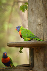 A lori parrot sits on a branch in its enclosure at the zoo. A summer day at the Czech zoo	
