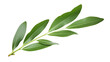 Isolated Olive Branch on transparent background