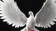 white dove on black. white dove flying. white dove open wing on black background. dove of peace
