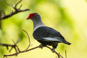 Wall Mural - blue Seychelles pigeon in natural conditions on the Seychelles islands