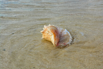 A beautiful photo of an adult queen conch shell on the Caribbean shore.