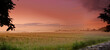Sunlight, grass field or fog in countryside, pasture or landscape, for meadow, panorama or wallpaper. Mist, dramatic sky or sunrise for serenity, natural or colorful scenery of peaceful grassland