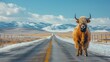 Yak walking in the middle of the road