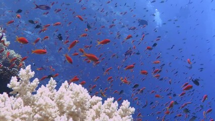 Wall Mural - Scuba with the marine life (red fish), underwater footage. School of tropical fish (Anthias) swimming over the white coral reef. Scuba diving video, scuba divers and bubbles in the background. 