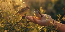 A Bird In Hand Is Worth Two In The Bush Concept