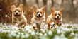 A group of corgi puppies happily race through the spring grass with flowers in the park on a clear sunny day. Puppy Day. Concept of caring for animals, grooming
