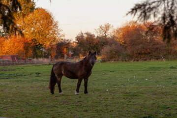 Canvas Print - horse in the field