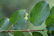 A deformed leaf of the jackalberry is the place where the jumping insect develops Cacopsylla rhamnicola.