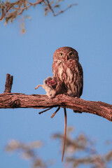 Wall Mural - Pearl-spotted owlet with meal at dusk