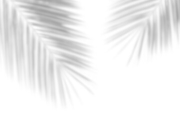 Wall Mural - gray shadow of palm leaves on white background. Abstract natural shadow for for summer concept