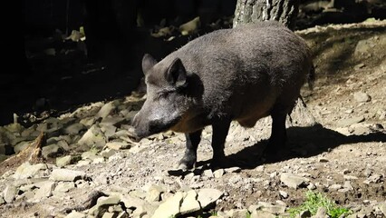 Sticker - wild boar in the forest