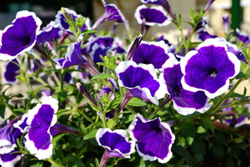 Wall Mural - A petunia plant with flowers. Petunia, Petunias in the tray,Petunia in the pot, multicolor petunia