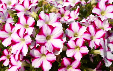 Wall Mural - A petunia plant with flowers. Petunia, Petunias in the tray,Petunia in the pot, multicolor petunia