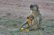 Yellow Baboon (Papio cynocephalus) with young feeding on the fruit of a mango tree in South Luangwa National Park, Zambia