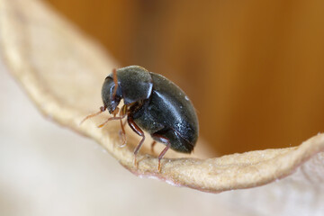 Wall Mural - Mesocoelopus niger a tiny and rare beetle in the family Anobiidae, Ptinidae. Its larvae develop in the dry twigs of ivy (Hedera helix).