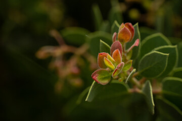 Poster - Bright Green Leaves Begin To Turn Red and Yellow Prematurely In Yosemite