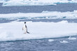 Penguin on Iceberg
