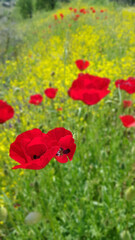 Poster - field of poppies