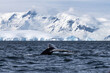 humpback whale tail in Antarctica
