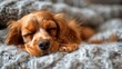 Cute cocker spaniel pup enjoying nap on comfy bed adorable pet moment. Concept Pets, Cocker Spaniel, Naptime, Adorable, Comfy Bed