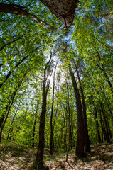 Wall Mural - Trees in the forest in the spring in the park with long shadows from the sunset.