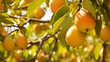 closeup of ripe organic nashi pears hanging 