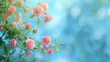 Fototapeta Kwiaty - Beautiful spring border, blooming rose bush on a blue background