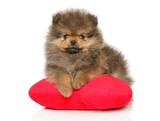 Fototapeta  - Pomeranian puppy, lying on a red heart-shaped pillow